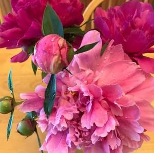 Meet your Posher, Susan